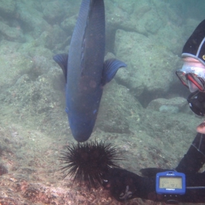 Unidentified Shark / Ray at Merimbula, NSW - 6 Apr 2015 by rickcarey