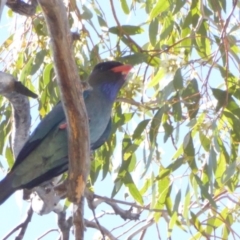 Eurystomus orientalis (Dollarbird) at Hughes, ACT - 6 Jan 2018 by JackyF