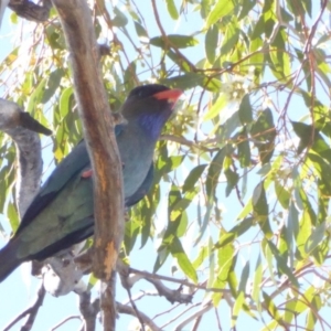 Eurystomus orientalis at Hughes, ACT - 7 Jan 2018