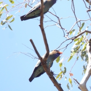 Eurystomus orientalis at Hughes, ACT - 7 Jan 2018