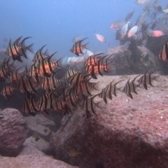 Enoplosus armatus (Old Wife) at Merimbula, NSW - 5 Jul 2015 by rickcarey