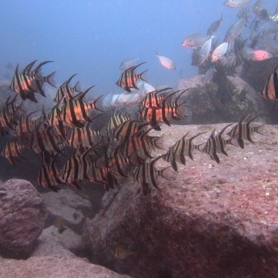 Enoplosus armatus (Old Wife) at Merimbula, NSW - 5 Jul 2015 by rickcarey