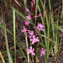 Dipodium roseum (Rosy Hyacinth Orchid) at Gungahlin, ACT - 15 Nov 2015 by DerekC