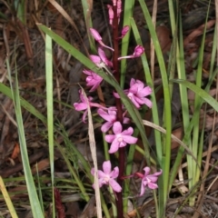 Dipodium roseum (Rosy Hyacinth Orchid) at Gungahlin, ACT - 14 Nov 2015 by DerekC