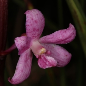 Dipodium roseum at Gungahlin, ACT - 15 Nov 2015