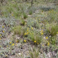 Chrysocephalum apiculatum (Common Everlasting) at Deakin, ACT - 11 Dec 2017 by JackyF