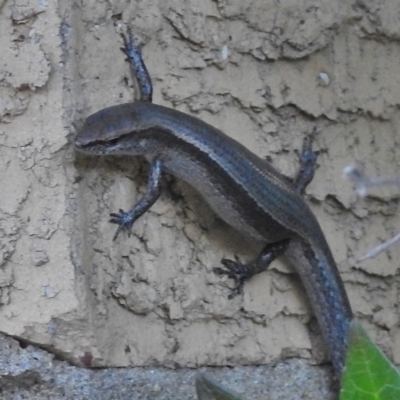 Lampropholis delicata (Delicate Skink) at Wanniassa, ACT - 20 Jan 2018 by JohnBundock