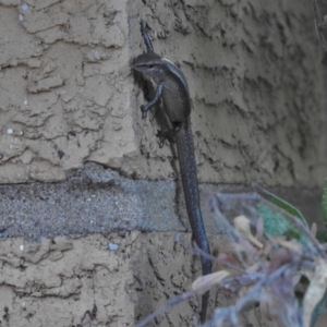 Lampropholis delicata at Wanniassa, ACT - 20 Jan 2018 06:56 PM