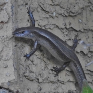 Lampropholis delicata at Wanniassa, ACT - 20 Jan 2018 06:56 PM