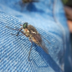 Scaptia sp. (genus) (March fly) at Cotter River, ACT - 19 Jan 2018 by MichaelMulvaney