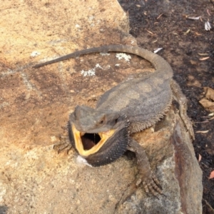 Pogona barbata at Aranda, ACT - 22 Dec 2013