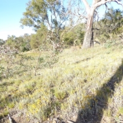 Chrysocephalum apiculatum (Common Everlasting) at Deakin, ACT - 17 Jan 2018 by JackyF