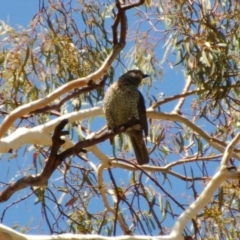Ptilonorhynchus violaceus (Satin Bowerbird) at Aranda Bushland - 26 Jan 2014 by KMcCue