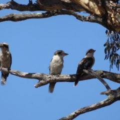 Dacelo novaeguineae (Laughing Kookaburra) at Federal Golf Course - 4 Jan 2018 by JackyF