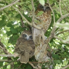 Ninox boobook (Southern Boobook) at Hughes, ACT - 22 Jan 2015 by JackyF