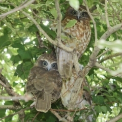 Ninox boobook (Southern Boobook) at Hughes, ACT - 21 Jan 2015 by JackyF