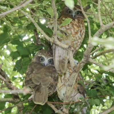 Ninox boobook (Southern Boobook) at Hughes, ACT - 22 Jan 2015 by JackyF