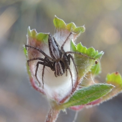 Oxyopes sp. (genus) (Lynx spider) at Conder, ACT - 30 Dec 2017 by michaelb