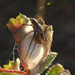 Oxyopes sp. (genus) at Conder, ACT - 30 Dec 2017