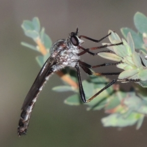 Neosaropogon sp. (genus) at Conder, ACT - 30 Dec 2017