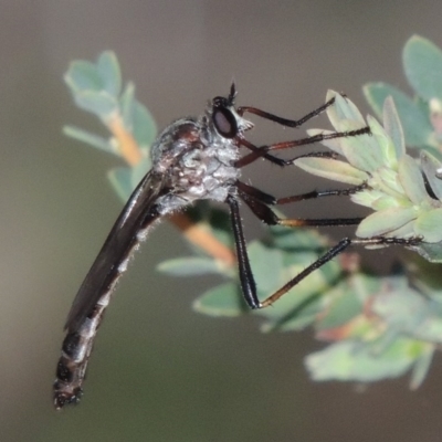 Neosaropogon sp. (genus) (A robber fly) at Conder, ACT - 30 Dec 2017 by michaelb