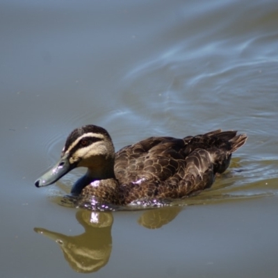 Anas superciliosa (Pacific Black Duck) at Lake Burley Griffin Central/East - 17 Jan 2018 by Tammy