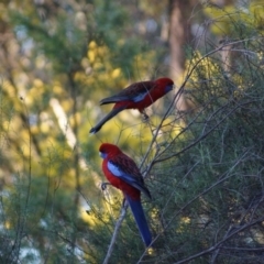 Platycercus elegans (Crimson Rosella) at Belconnen, ACT - 26 Aug 2017 by Tammy