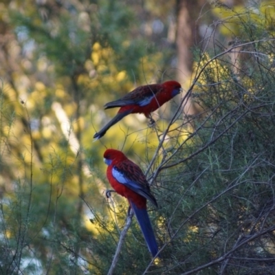 Platycercus elegans (Crimson Rosella) at Belconnen, ACT - 26 Aug 2017 by Tammy
