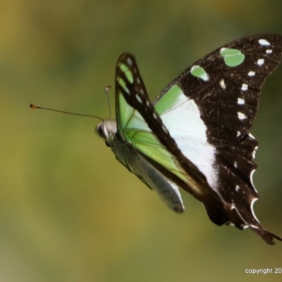 Graphium macleayanum (Macleay's Swallowtail) at Acton, ACT - 16 Jan 2018 by DPRees125