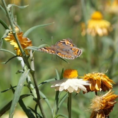 Junonia villida (Meadow Argus) at Acton, ACT - 18 Jan 2018 by DPRees125