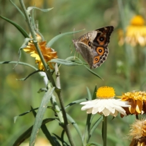 Junonia villida at Acton, ACT - 19 Jan 2018