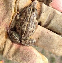 Limnodynastes tasmaniensis (Spotted Grass Frog) at Belconnen, ACT - 16 Mar 2014 by KMcCue