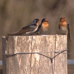 Hirundo neoxena at Rendezvous Creek, ACT - 17 Sep 2011 11:03 AM