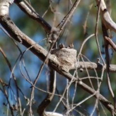 Rhipidura leucophrys (Willie Wagtail) at Belconnen, ACT - 9 Jan 2014 by KMcCue