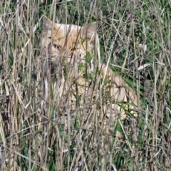 Felis catus (Feral Cat) at Fyshwick, ACT - 27 Apr 2017 by RodDeb