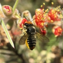 Megachile (Eutricharaea) maculariformis (Gold-tipped leafcutter bee) at Acton, ACT - 18 Jan 2018 by PeterA