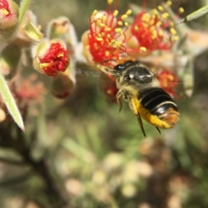 Megachile (Eutricharaea) maculariformis at Acton, ACT - 19 Jan 2018