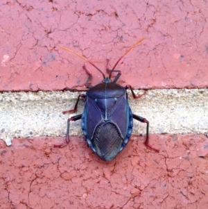 Musgraveia sulciventris at Aranda, ACT - 21 Jan 2018 12:57 PM