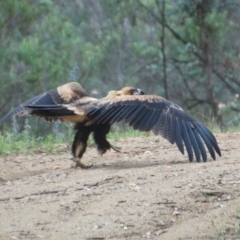 Aquila audax (Wedge-tailed Eagle) at Booth, ACT - 13 Dec 2017 by KMcCue