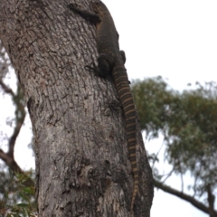 Varanus rosenbergi (Heath or Rosenberg's Monitor) at Booth, ACT - 14 Dec 2017 by KMcCue