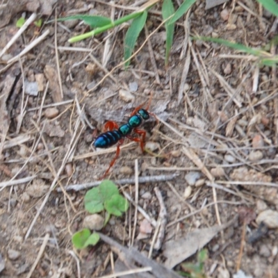 Diamma bicolor (Blue ant, Bluebottle ant) at Mount Clear, ACT - 15 Dec 2017 by KMcCue