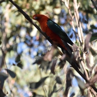 Alisterus scapularis (Australian King-Parrot) at Cotter River, ACT - 21 Jan 2018 by jmcleod