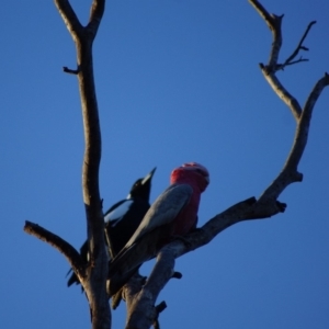 Eolophus roseicapilla at Cook, ACT - 7 Feb 2016