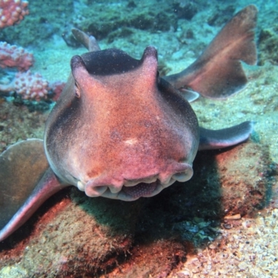 Heterodontus galeatus (Crested Hornshark) at Merimbula, NSW - 21 Jan 2018 by rickcarey