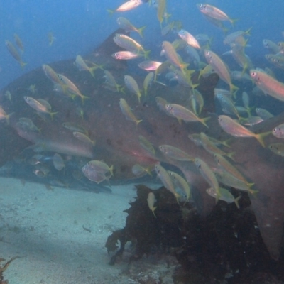 Carcharias taurus (Grey Nurse Shark) at Merimbula, NSW - 21 Jan 2018 by rickcarey