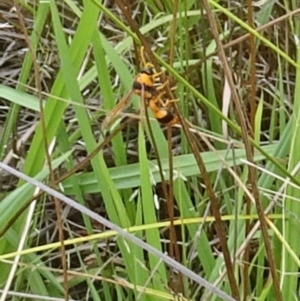 Delta bicinctum at Molonglo Valley, ACT - 11 Jan 2018 11:07 AM