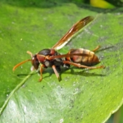Polistes (Polistella) humilis (Common Paper Wasp) at Isaacs, ACT - 29 Oct 2016 by galah681