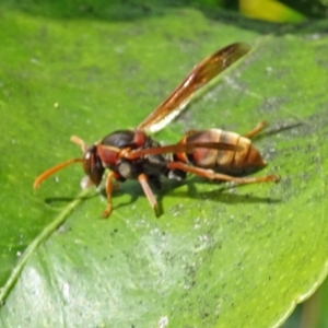 Polistes (Polistella) humilis at Isaacs, ACT - 29 Oct 2016 04:31 PM