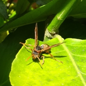 Polistes (Polistella) humilis at Isaacs, ACT - 29 Oct 2016 04:31 PM