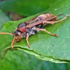 Polistes (Polistella) humilis at Isaacs, ACT - 29 Oct 2016 04:31 PM